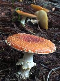 Amanita muscaria image