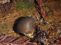 Lycoperdon umbrinum image