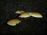 Hypholoma capnoides image