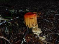 Amanita muscaria image