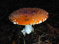 Amanita muscaria image