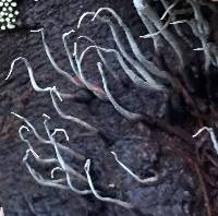 Xylaria hypoxylon image