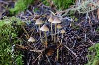 Mycena aurantiomarginata image