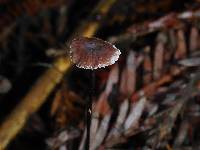 Micromphale sequoiae image