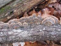 Trametes versicolor image