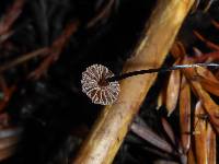 Micromphale sequoiae image