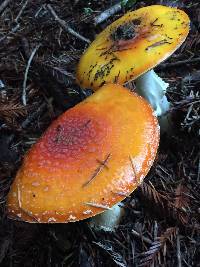 Amanita muscaria image