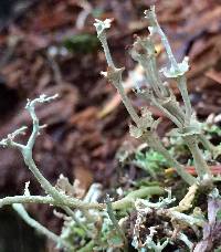 Cladonia concinna image