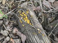 Tremella mesenterica image