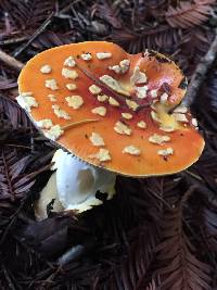 Amanita muscaria image