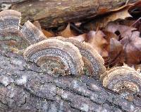 Trametes versicolor image