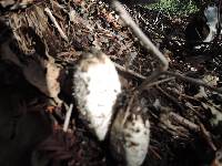 Coprinus comatus image