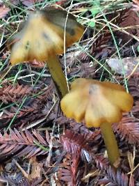 Image of Hygrocybe olivaceonigra