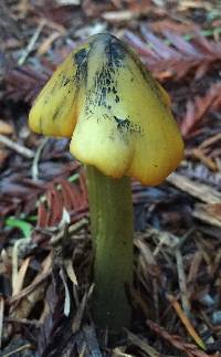 Hygrocybe olivaceonigra image