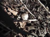 Coprinus comatus image