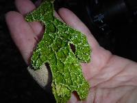 Lobaria pulmonaria image