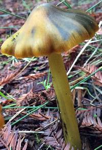 Hygrocybe olivaceonigra image