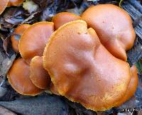 Gymnopilus sapineus image