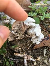 Schizophyllum commune image