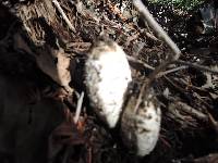 Coprinus comatus image