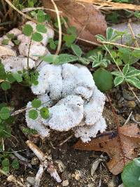 Schizophyllum commune image