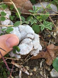 Schizophyllum commune image