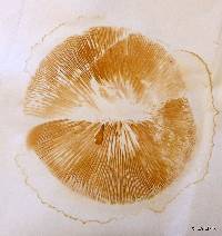 Gymnopilus sapineus image