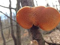 Polyporus alveolaris image