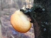 Polyporus alveolaris image