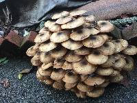 Armillaria mellea image