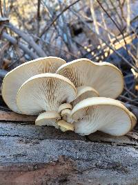 Pleurotus ostreatus image