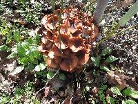 Armillaria mellea image