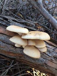 Pleurotus ostreatus image