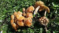 Armillaria mellea image