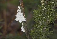 Hemimycena candida image