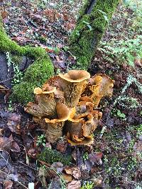 Omphalotus olivascens image