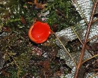 Sarcoscypha coccinea image