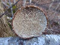 Fomitopsis betulina image