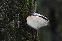 Fomitopsis pinicola image