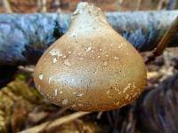 Fomitopsis betulina image