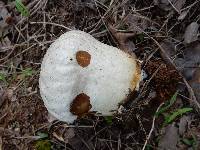 Calvatia craniiformis image