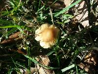 Psathyrella candolleana image