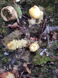 Calostoma lutescens image