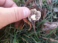 Psathyrella candolleana image