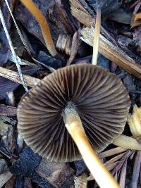 Psathyrella corrugis image