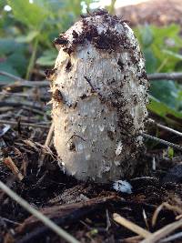 Coprinus comatus image