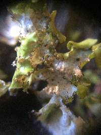 Tuckermannopsis orbata image