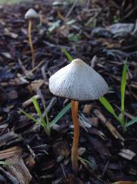 Psathyrella corrugis image