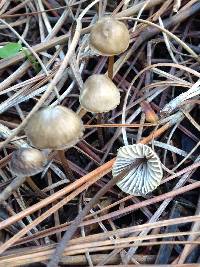 Mycena capillaripes image