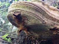 Image of Ganoderma australe